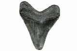 Serrated, Juvenile Megalodon Tooth - South Carolina #302076-1